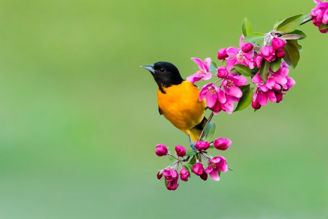 How to Attract Orioles to Your Property—Smart, Safe Tips From a Bird Expert