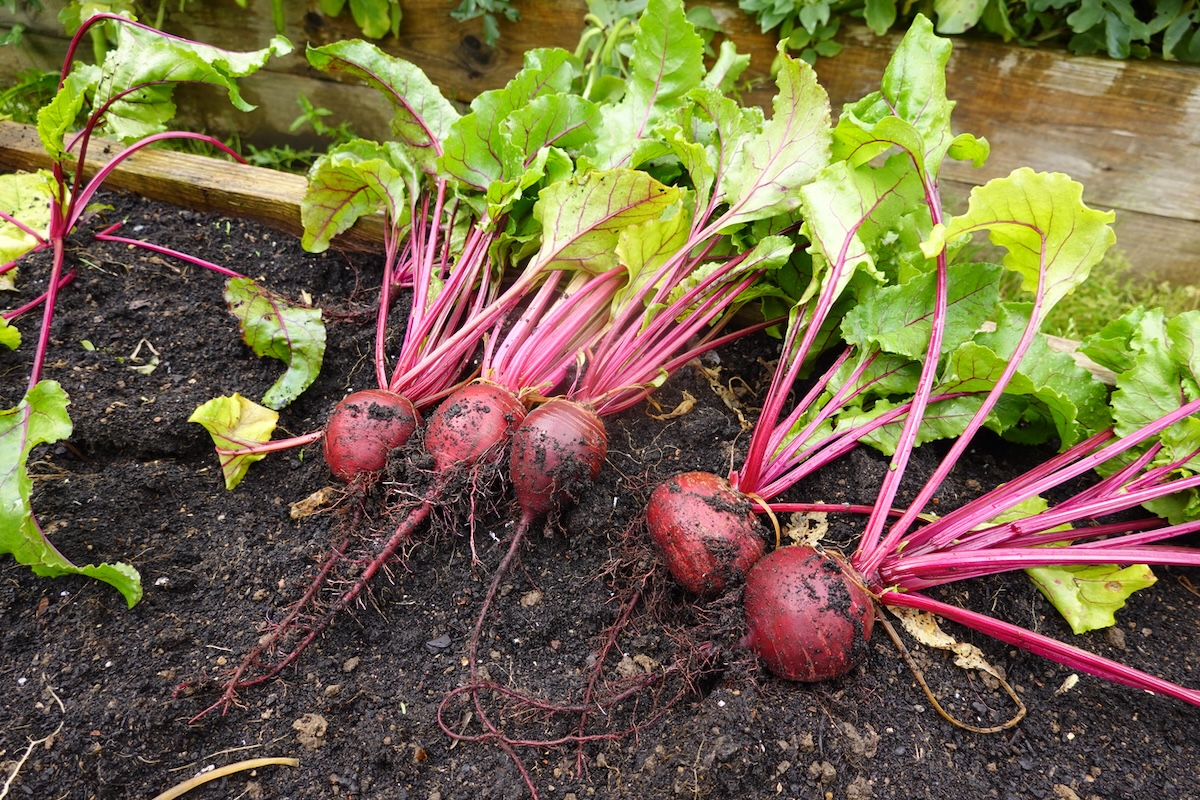 Beets in a garden bed.