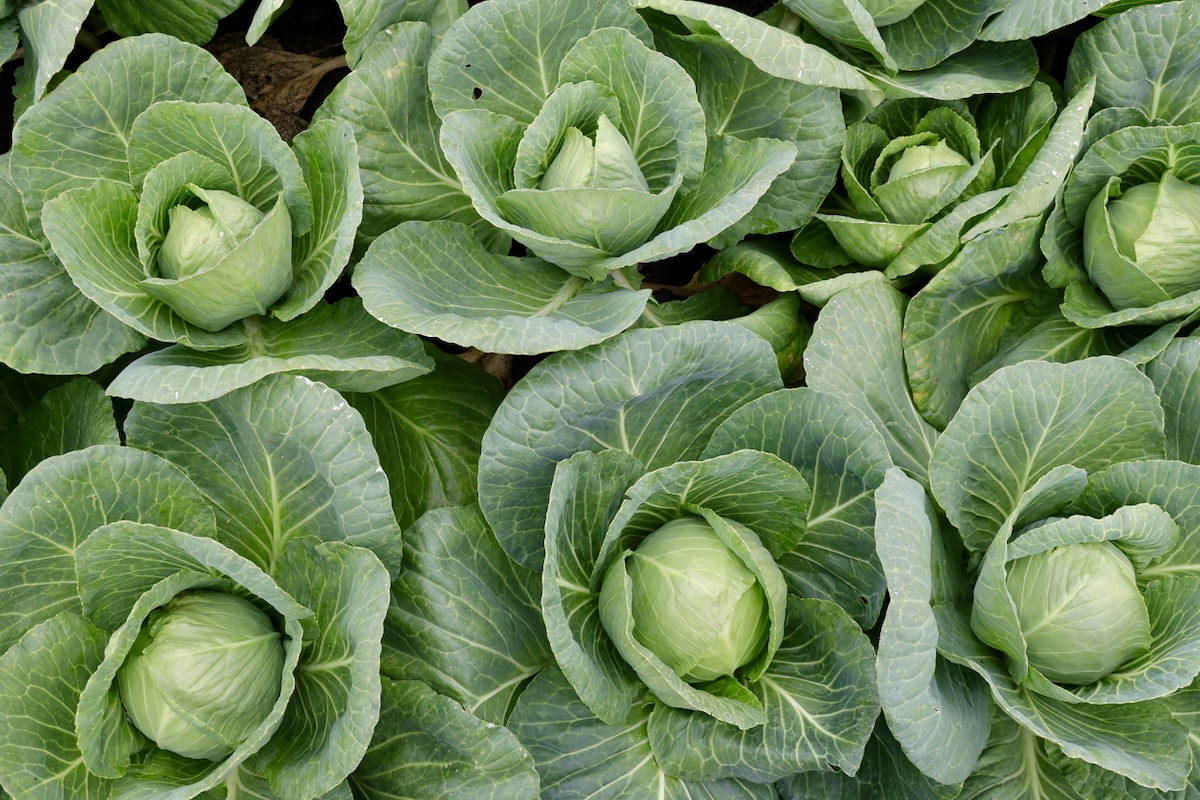 Cabbages displayed in row.