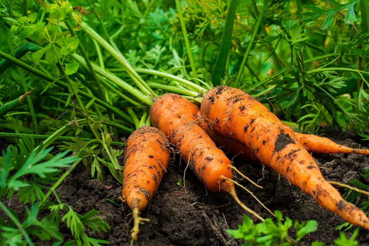 Carrots in the garden.