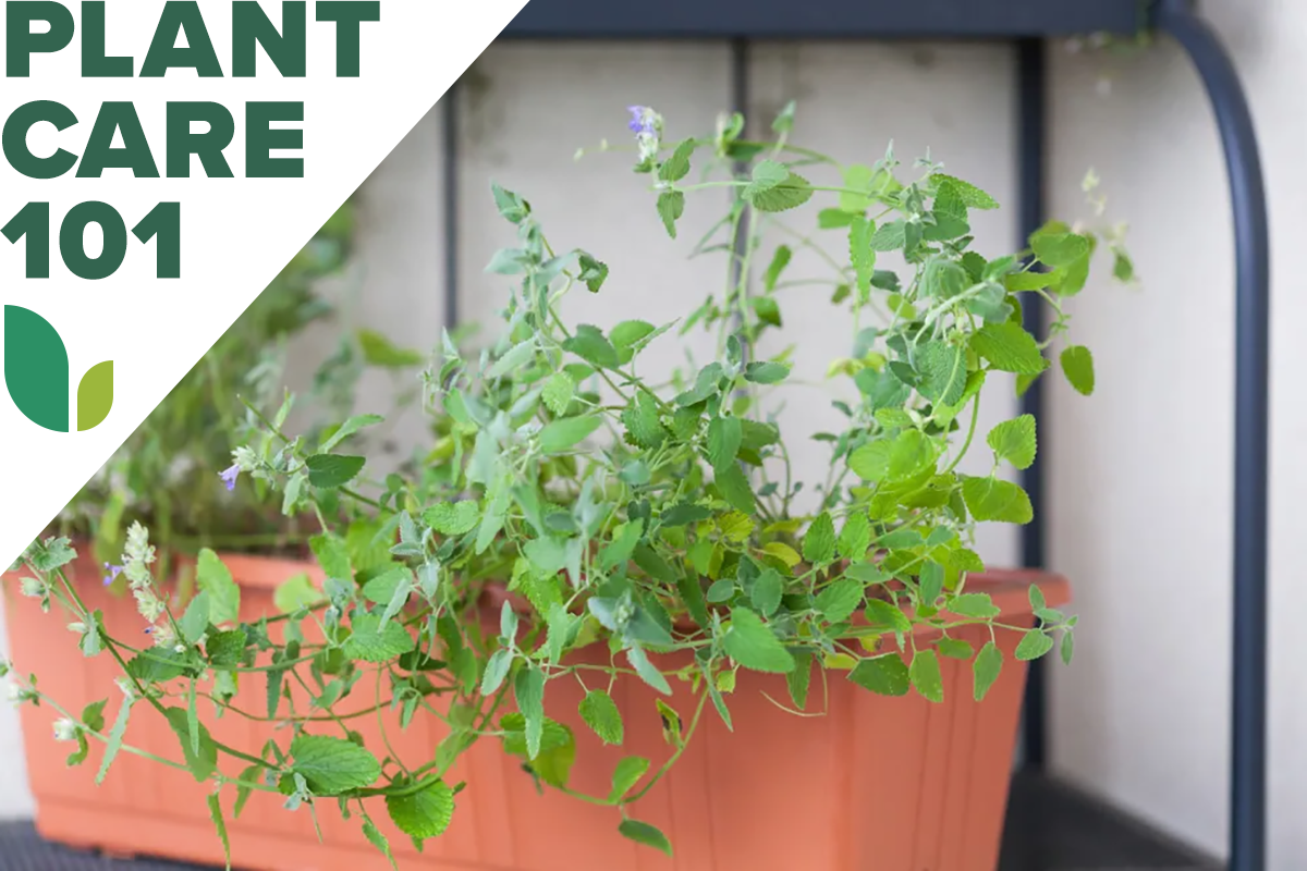 Catnip growing in a long planter on a shelf outdoors with a graphic overlay that says Plant Care 101.