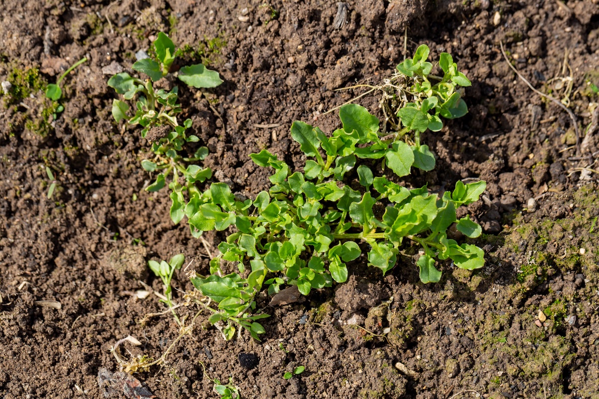 Chickweed in dirt patch.