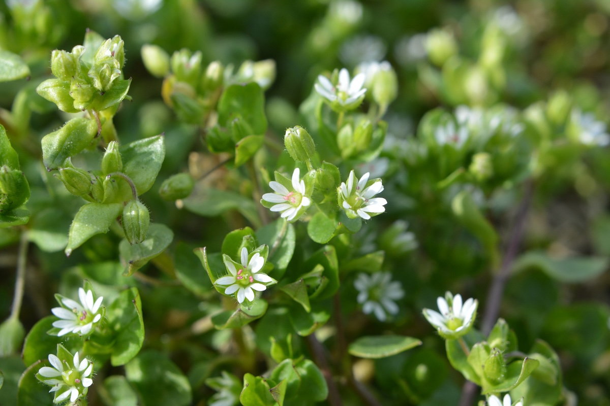 Flowering common chickweed growing outdoors.