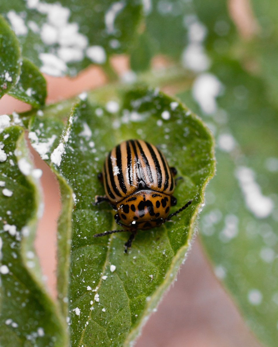 Beetle on leaf with diatomaceous earth.
