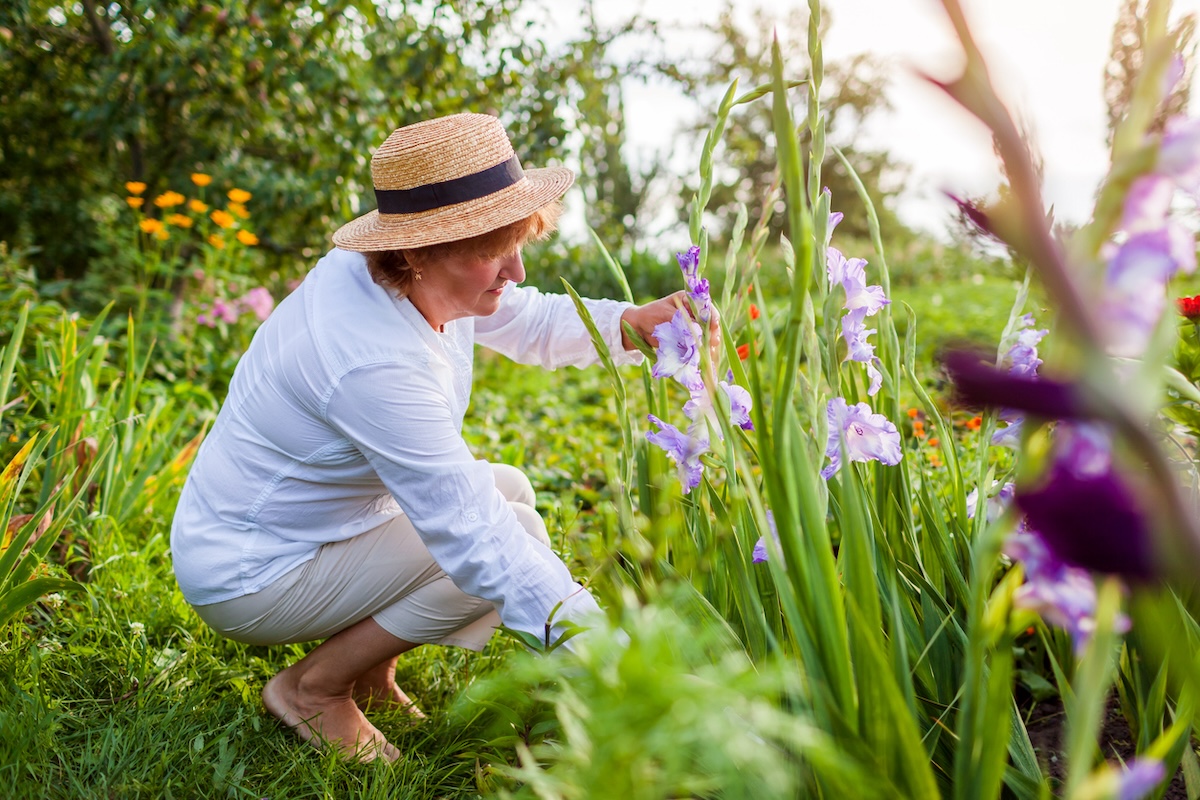 A home gardener wearing a straw hat prunes gladiolus flowers in her garden.