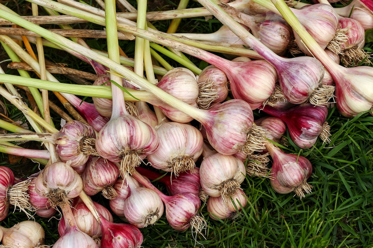 Harvested garlic bulbs.