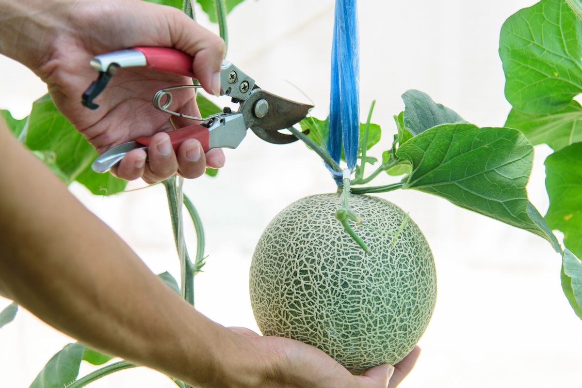 Hand harvesting a cantaloupe with garden shears.