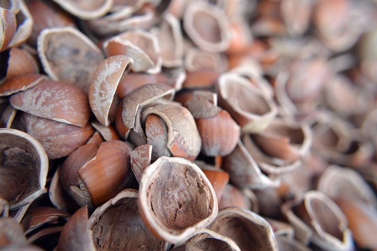 Close view of crushed hazelnut shells.