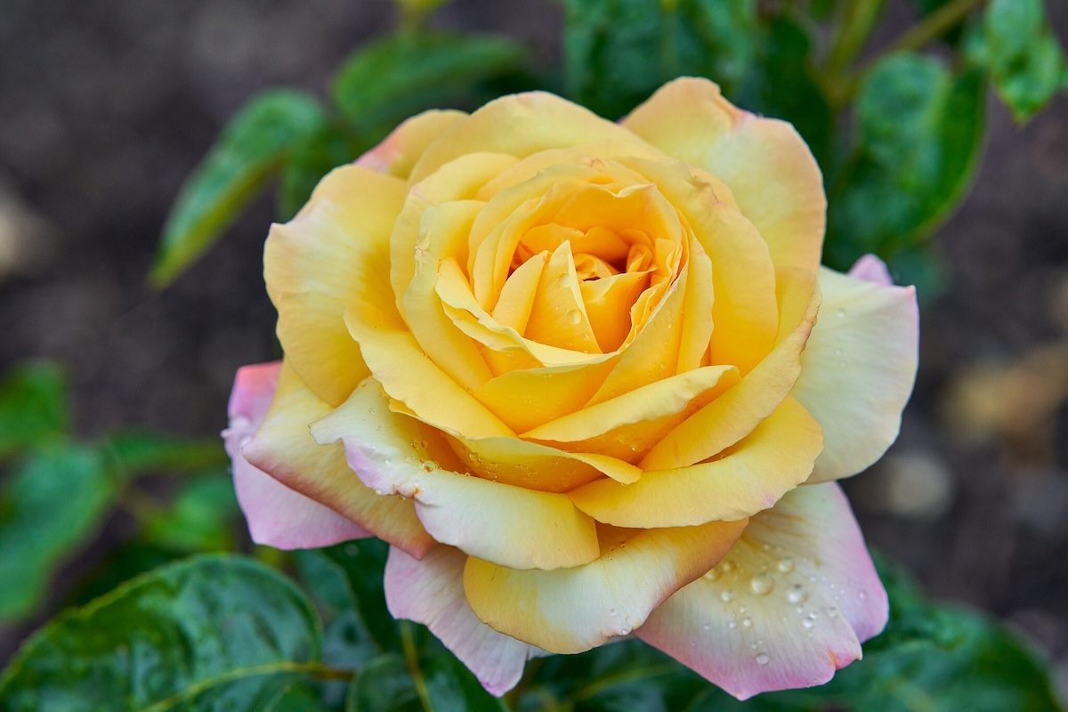 Yellow and pink hybrid tea Peace rose in a home landscape.