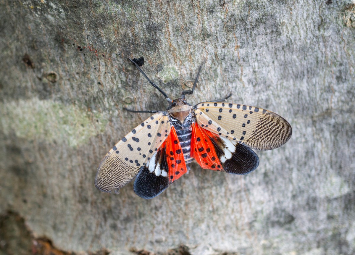 A spotted lanternfly with outspread wings resting on a tree trunk.