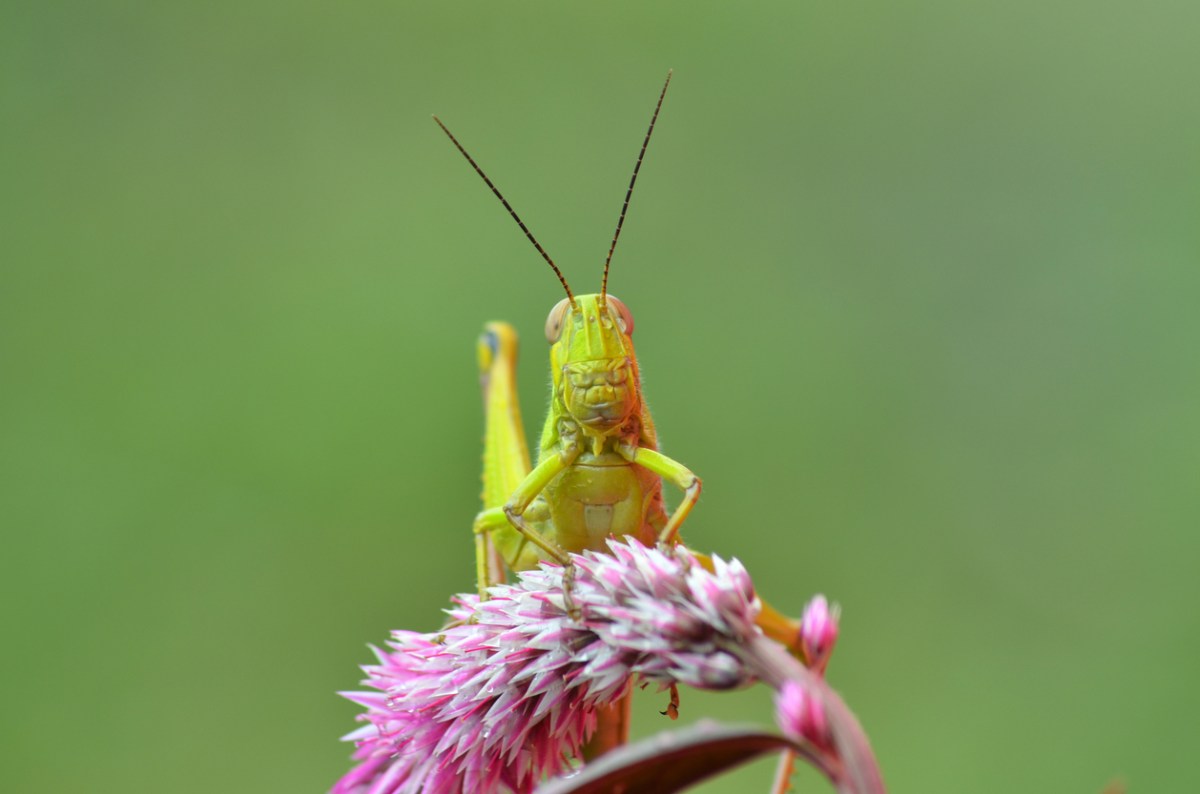 A grasshopper sitting on a pink flower.