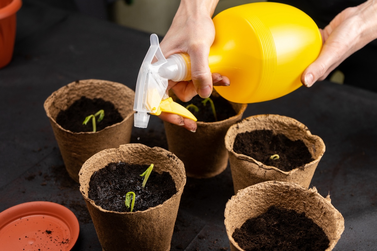 A person spraying seedlings with mixture of hydrogen peroxide and water to prevent mold growth.