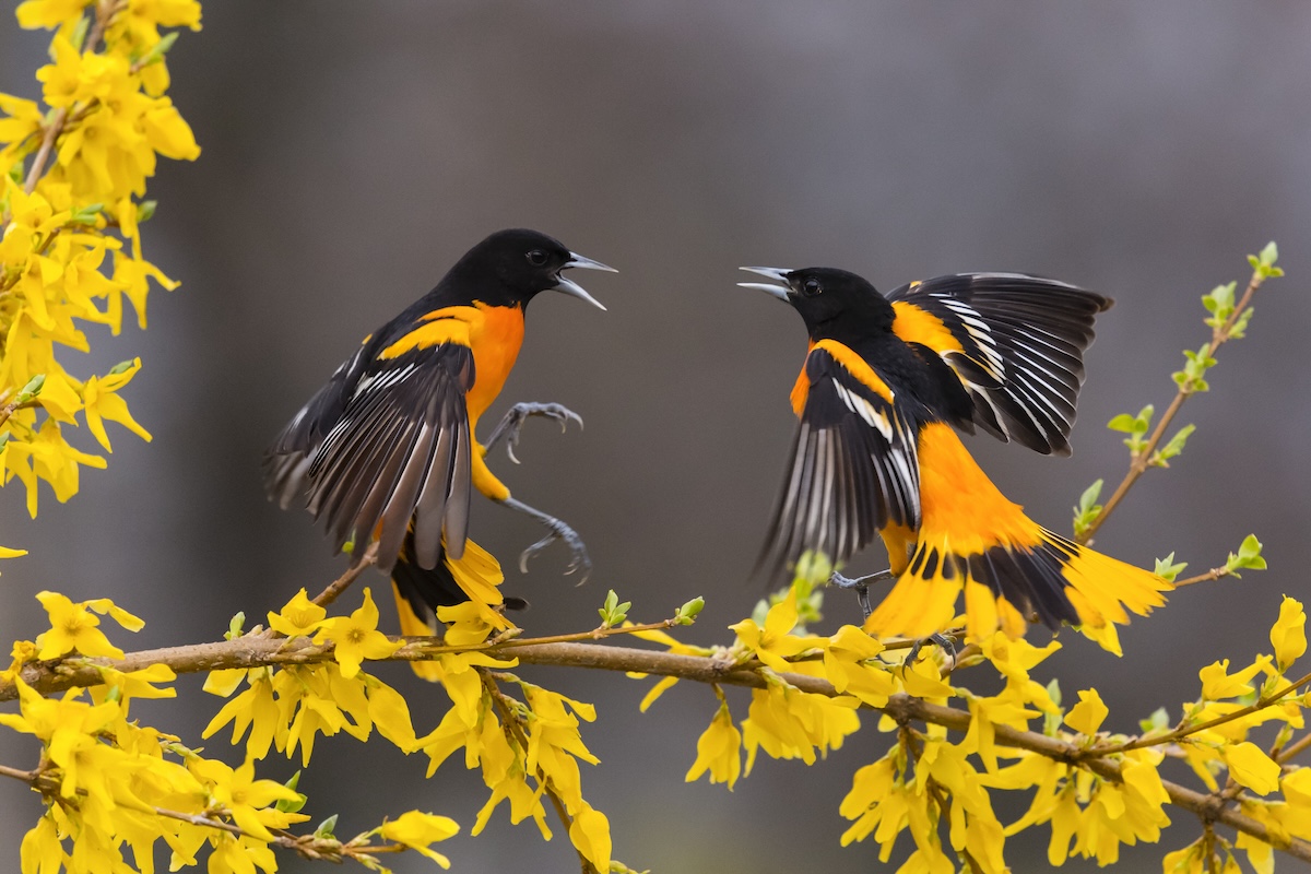 Two oriole birds sitting on a blooming tree in early spring.