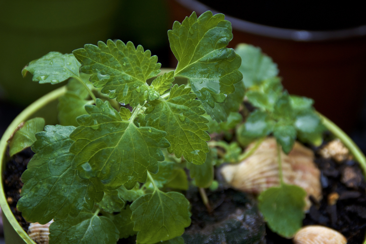 A potted catnip plant with water droplets on its leaves.