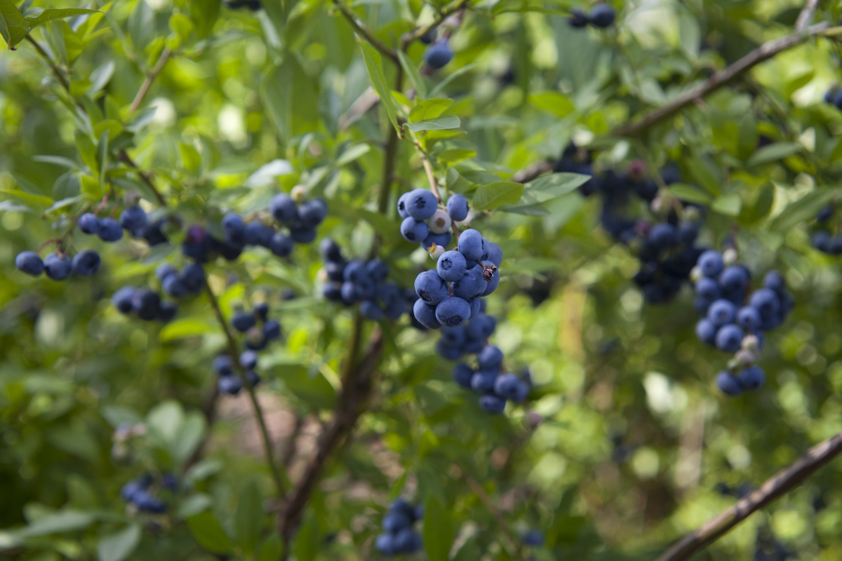 Blueberries on a bush in the shade.