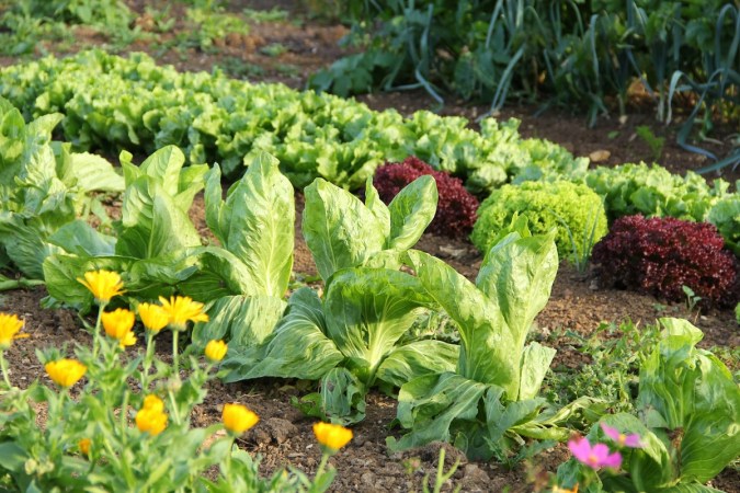 The 10 Best Vegetables to Grow for Winter Storage