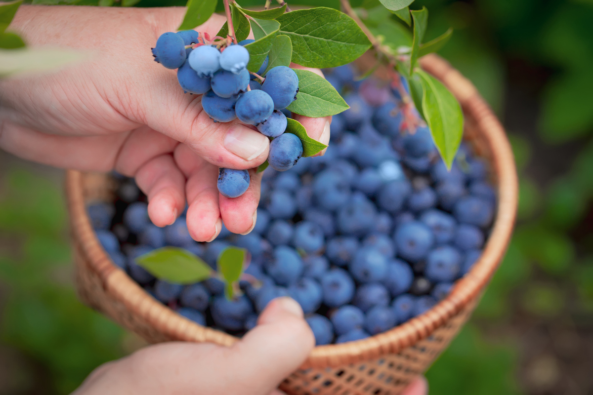 A person harvesting blueberries from a bush into a basket.