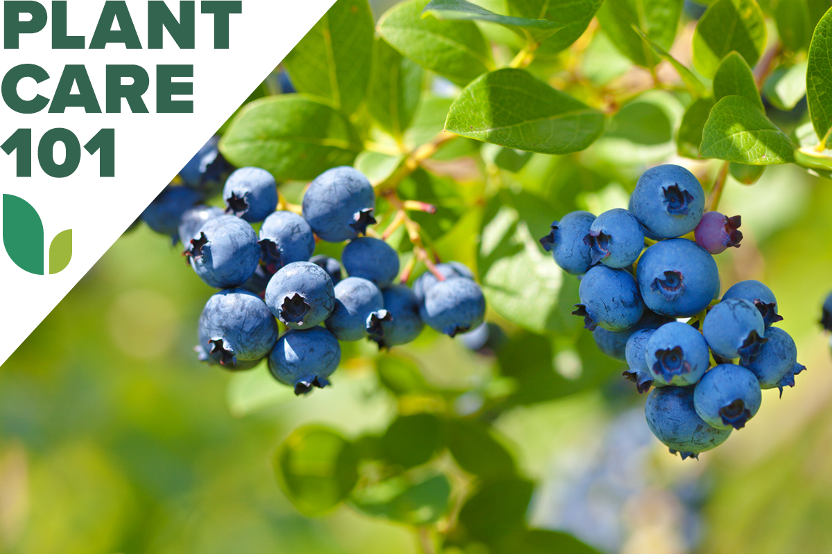 A blueberry bush with ripe blueberries and a graphic overlay that says Plant Care 101.