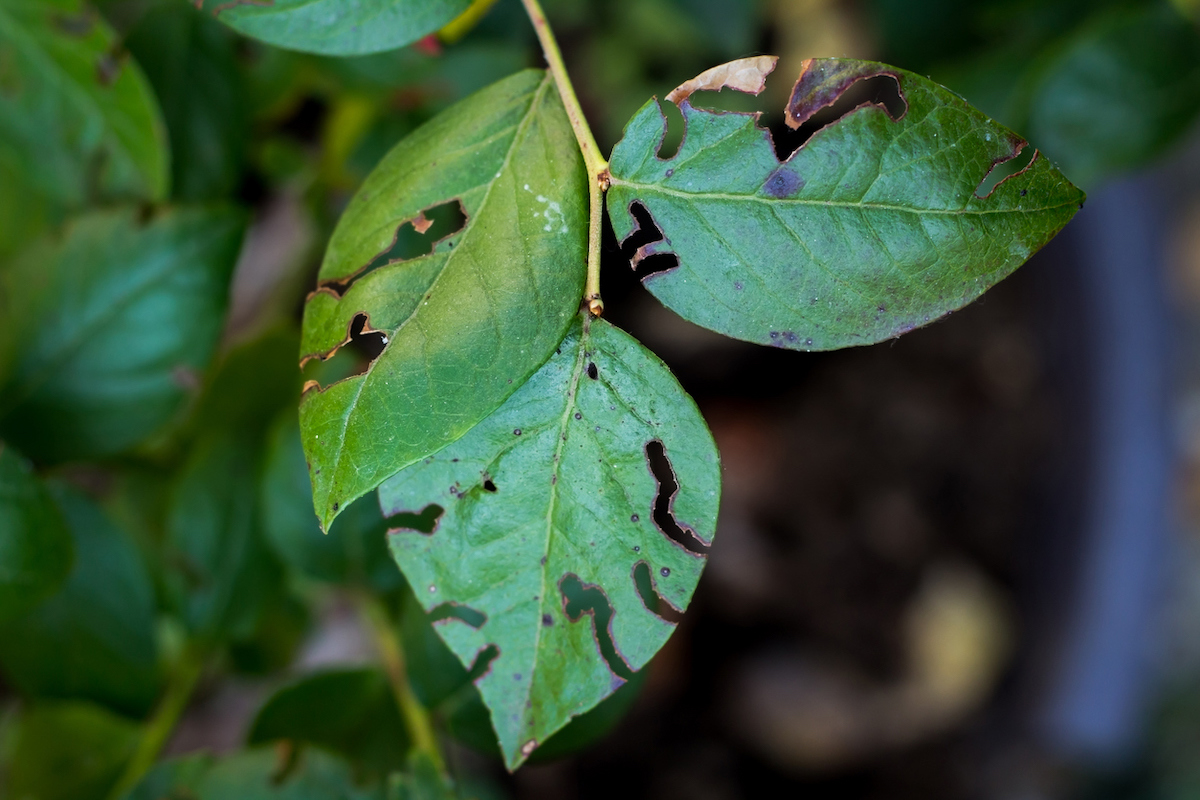 A blueberry bush's leaf with holes from pests.