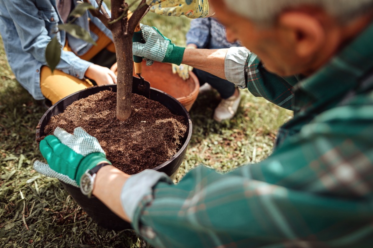 People-work-together-to-plant-a-tree.