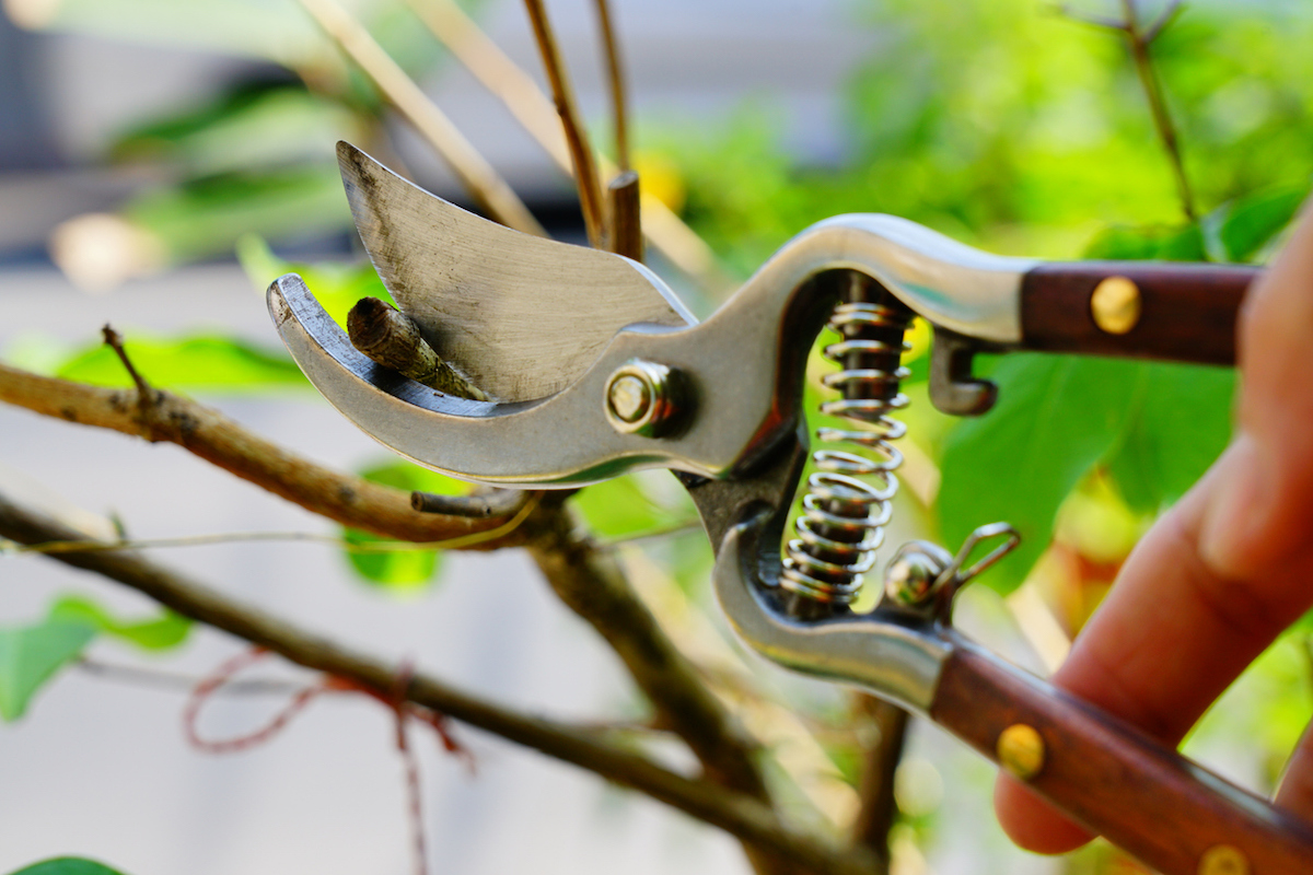 A person is pruning a plant with pruning shears.