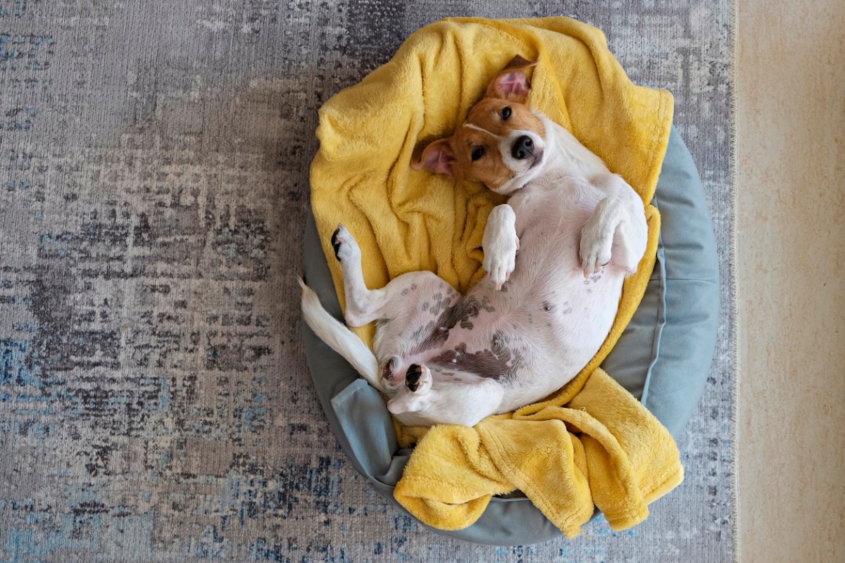 Jack Russell puppy rolling around on a dog bed covered with a yellow blanket.