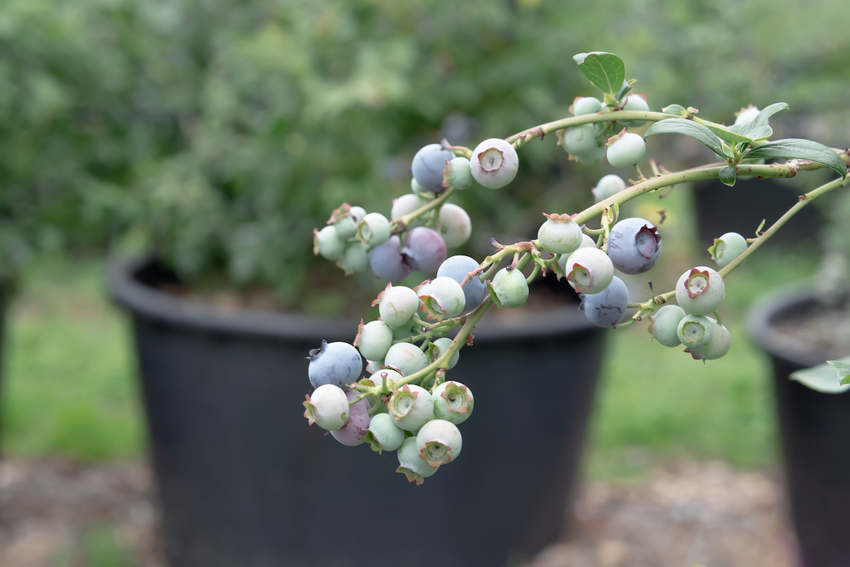 A branch of ripening blueberries on bushes in pots.