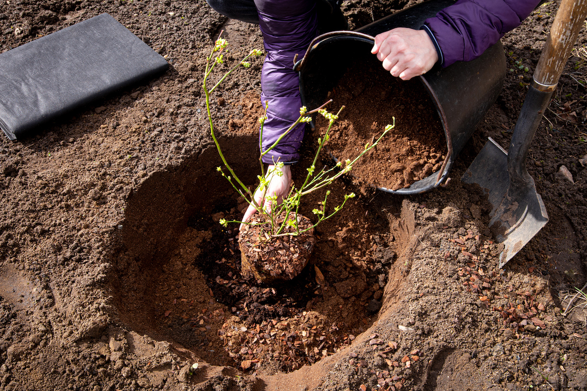 A person planting a blueberry bush and filling in the hole with soil.