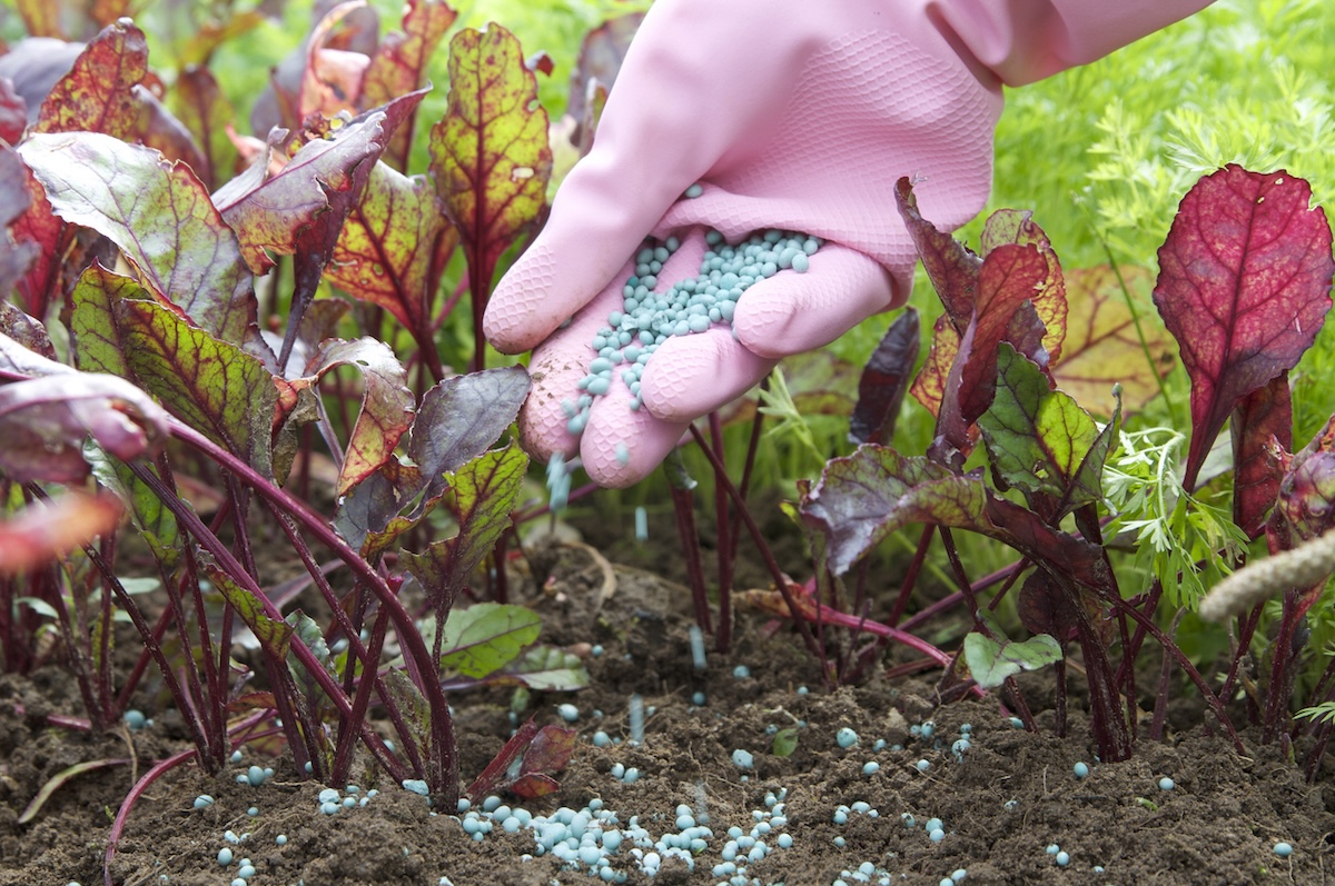 A gardener carefully applying fertilizer near vegetable plants in a garden.