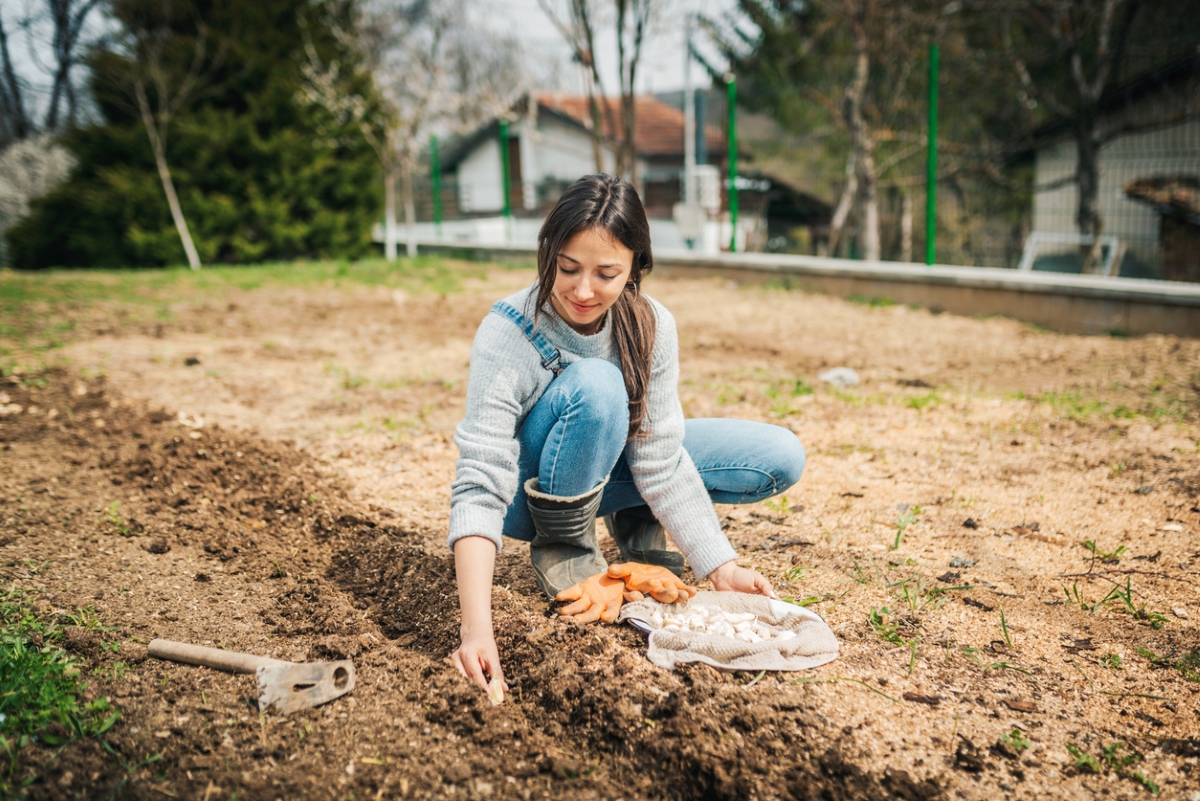 A female gardener planting something in sandy garden soil.