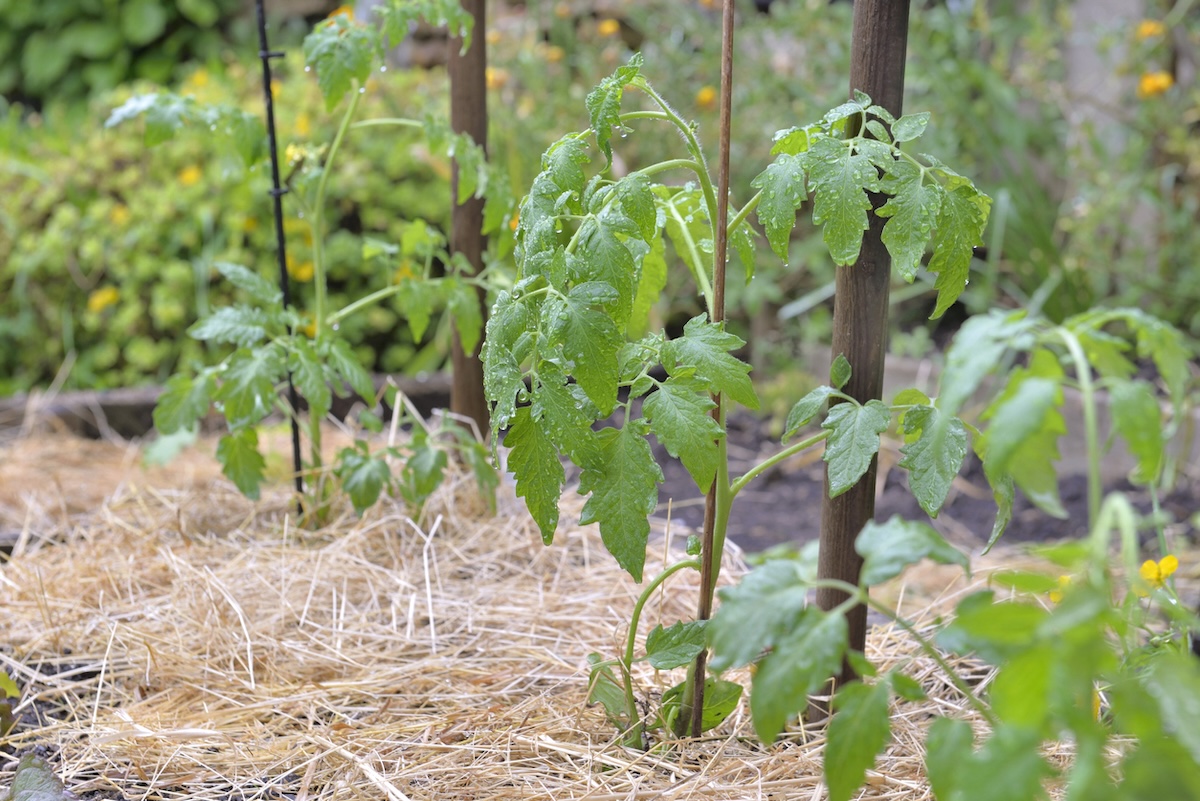 A vegetable garden with straw mulch around tomato plants.