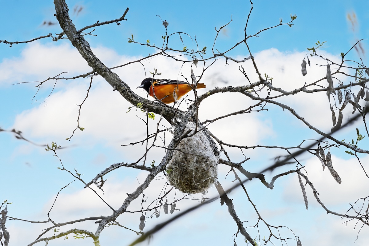 A Baltimore oriole sitting in a tree above its hanging nest.