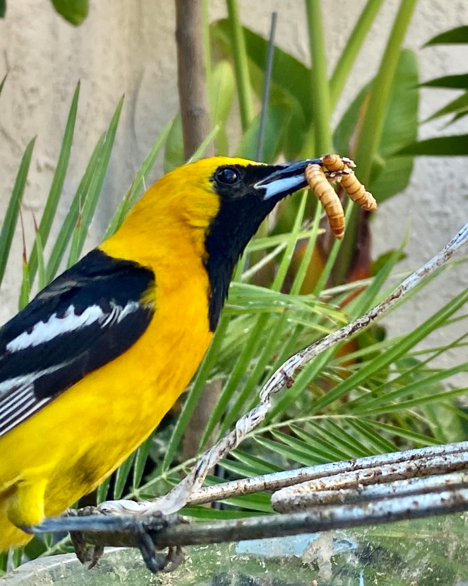 A bright hooded oriole eating mealworms.
