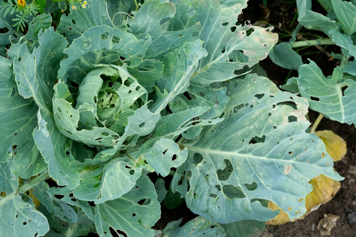 Cabbage leaves with holes caused by pests.