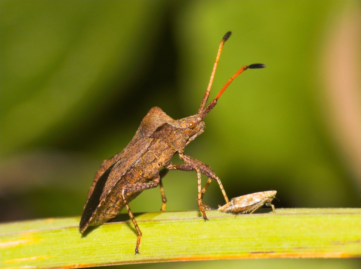 A mature squash bug next to a young squash bug on a green leaf.