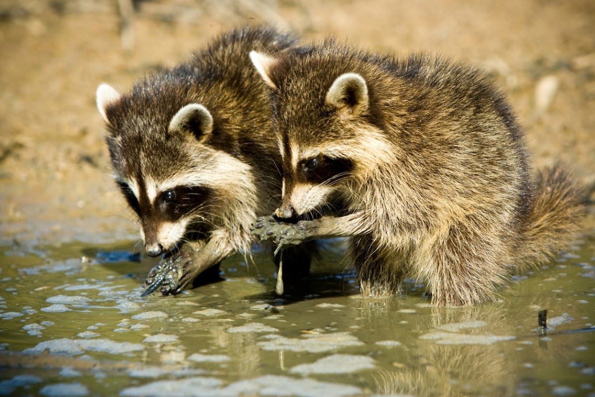 Two-raccoons-wash-their-food-in-standing-water.