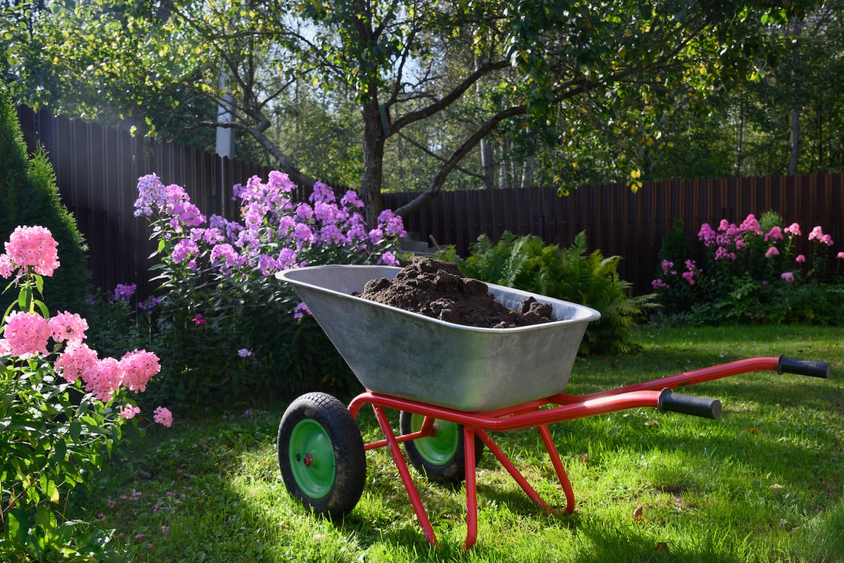 A wheelbarrow filled with fresh compost near large flower beds.