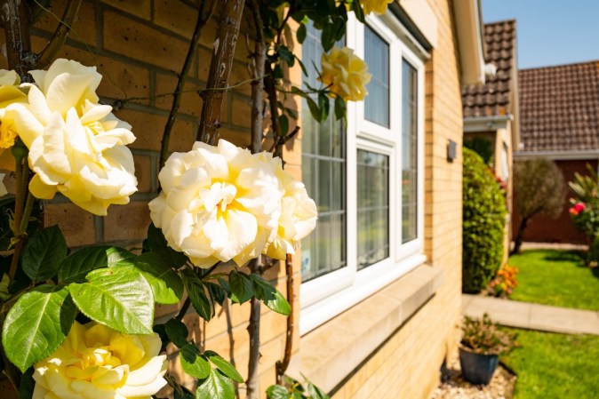 Incredible Types of Roses to Consider Planting in Your Home Landscape