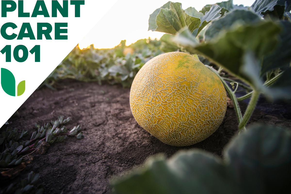 A ripening cantaloupe in a home garden with a graphic overlay that says Plant Care 101.