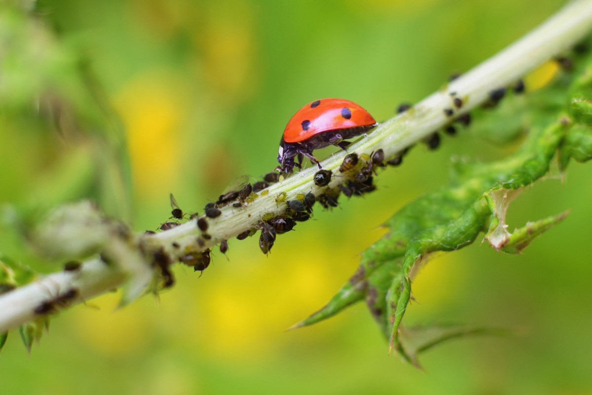 A-ladybug-eats-plant louse-along-a-plant-stem.