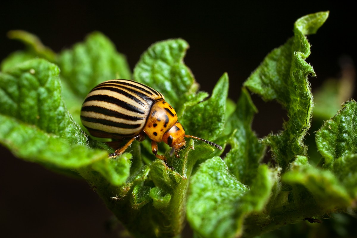 A Colorado beetle eating a potato leaf.