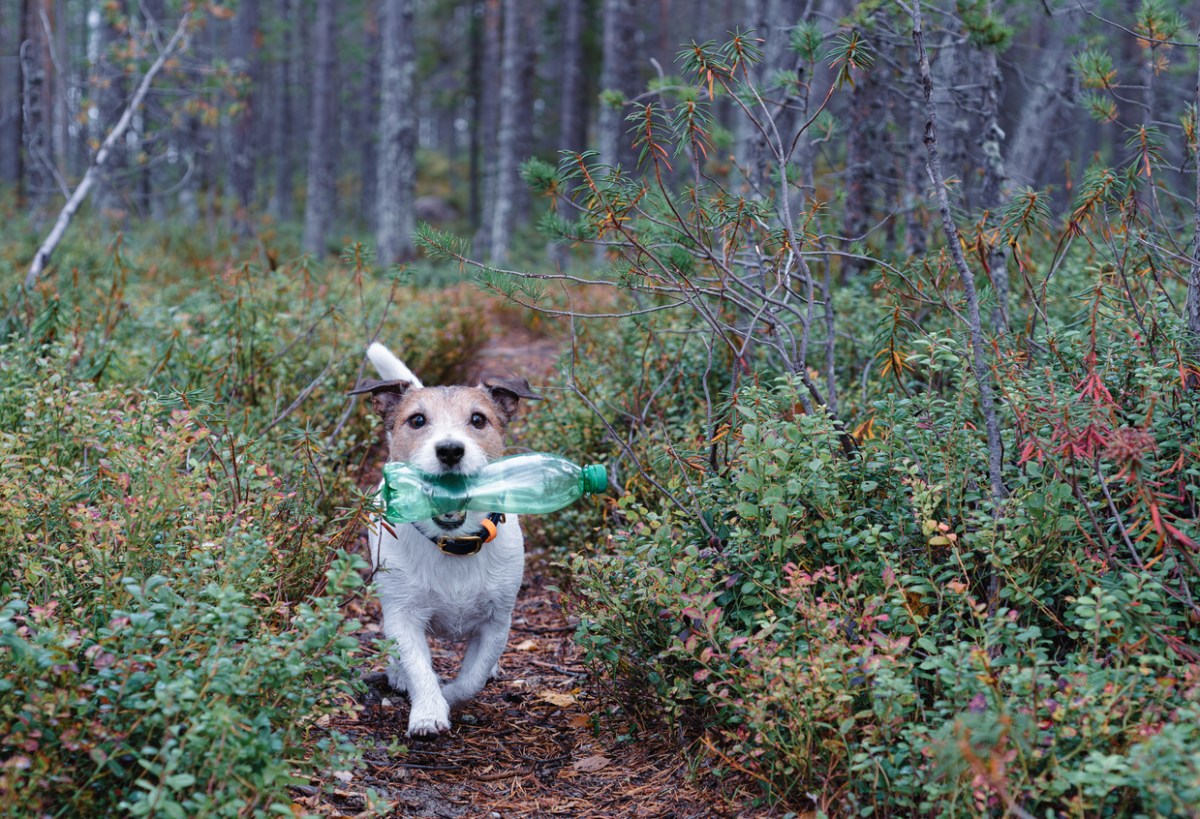 A-terrier-dog-runs-with-a-plastic-water-bottle-in-his-mouth.