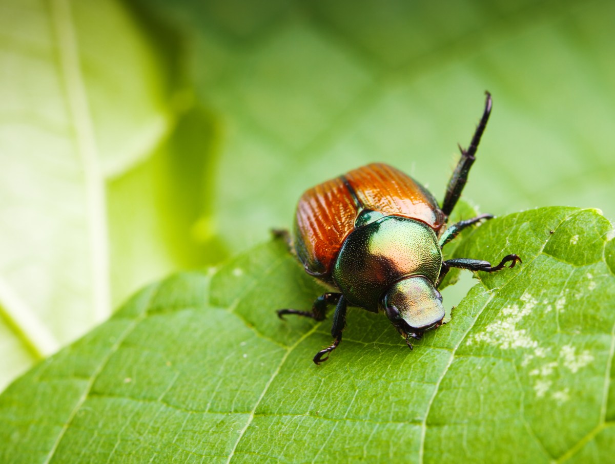 A Japanese beetle eating a green leaf.