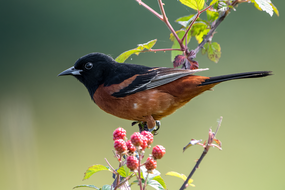 An orchard oriole resting on a raspberry bush.