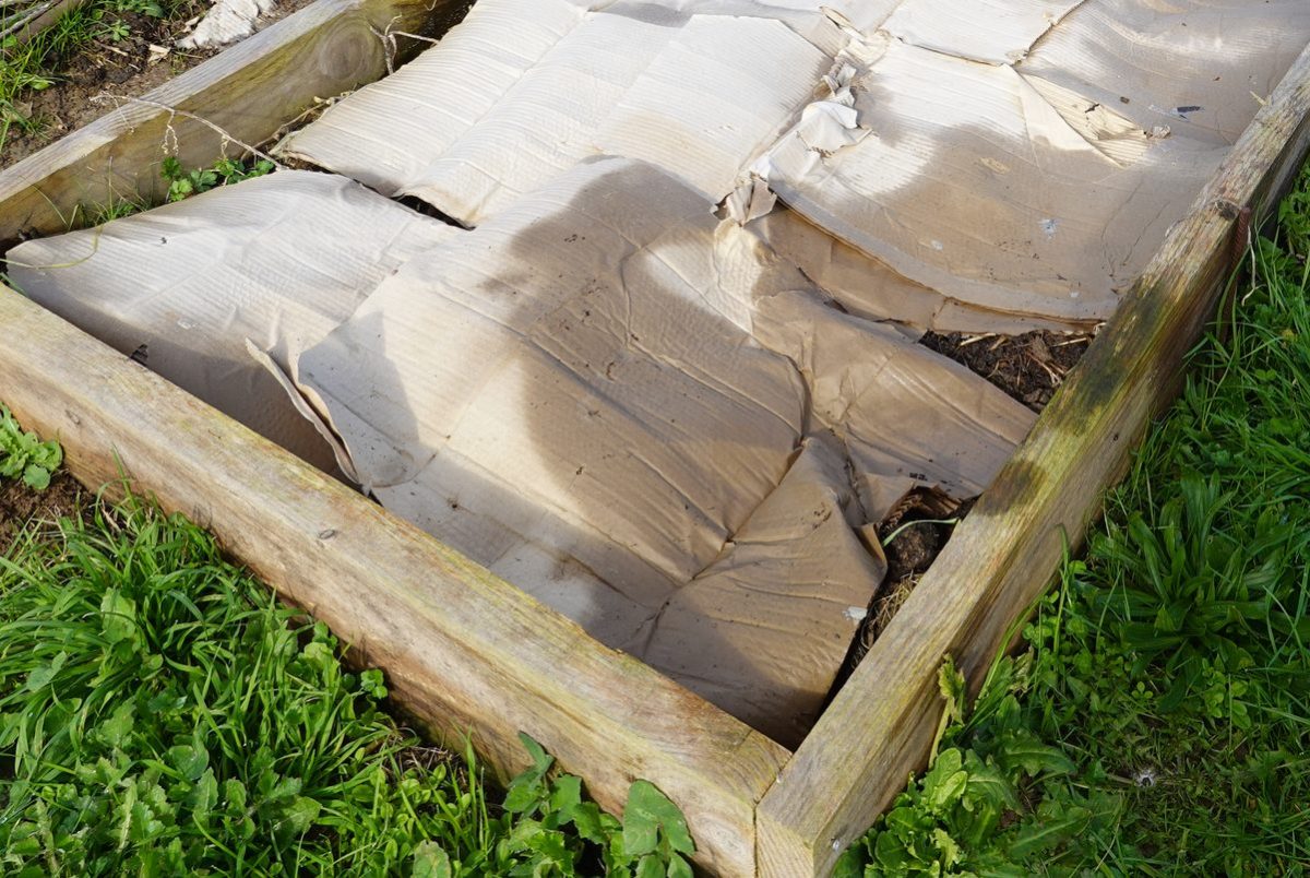 A raised bed garden with decomposing cardboard weed barrier covering the soil.