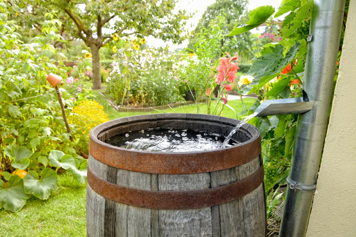 Water-pours-from-a-drain-pipe-into-a-rain-barrel.