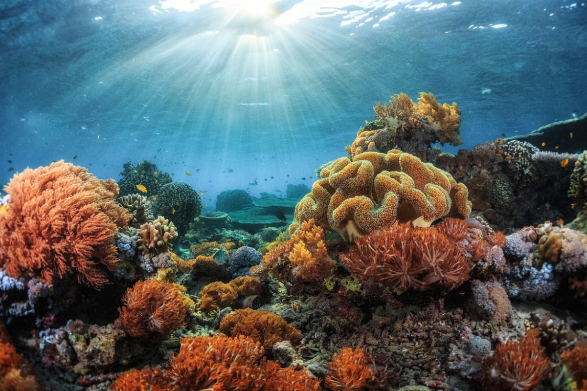 A-colorful-coral-reef-near-Indonesia-is-lit-by-rays-of-sunlight-through-the-water.