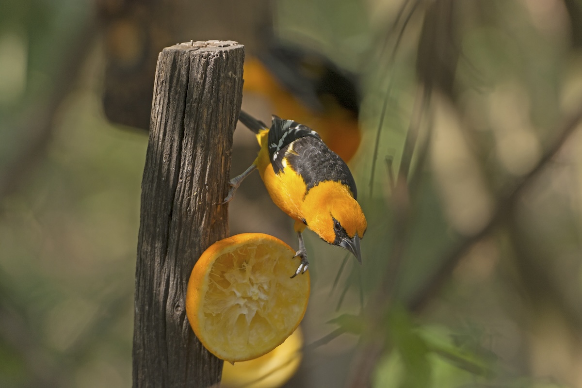 an Altamira oriole eating an orange slice.