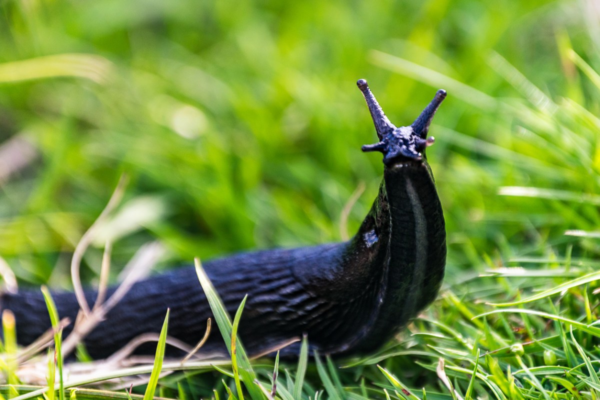 A black slug in the grass.