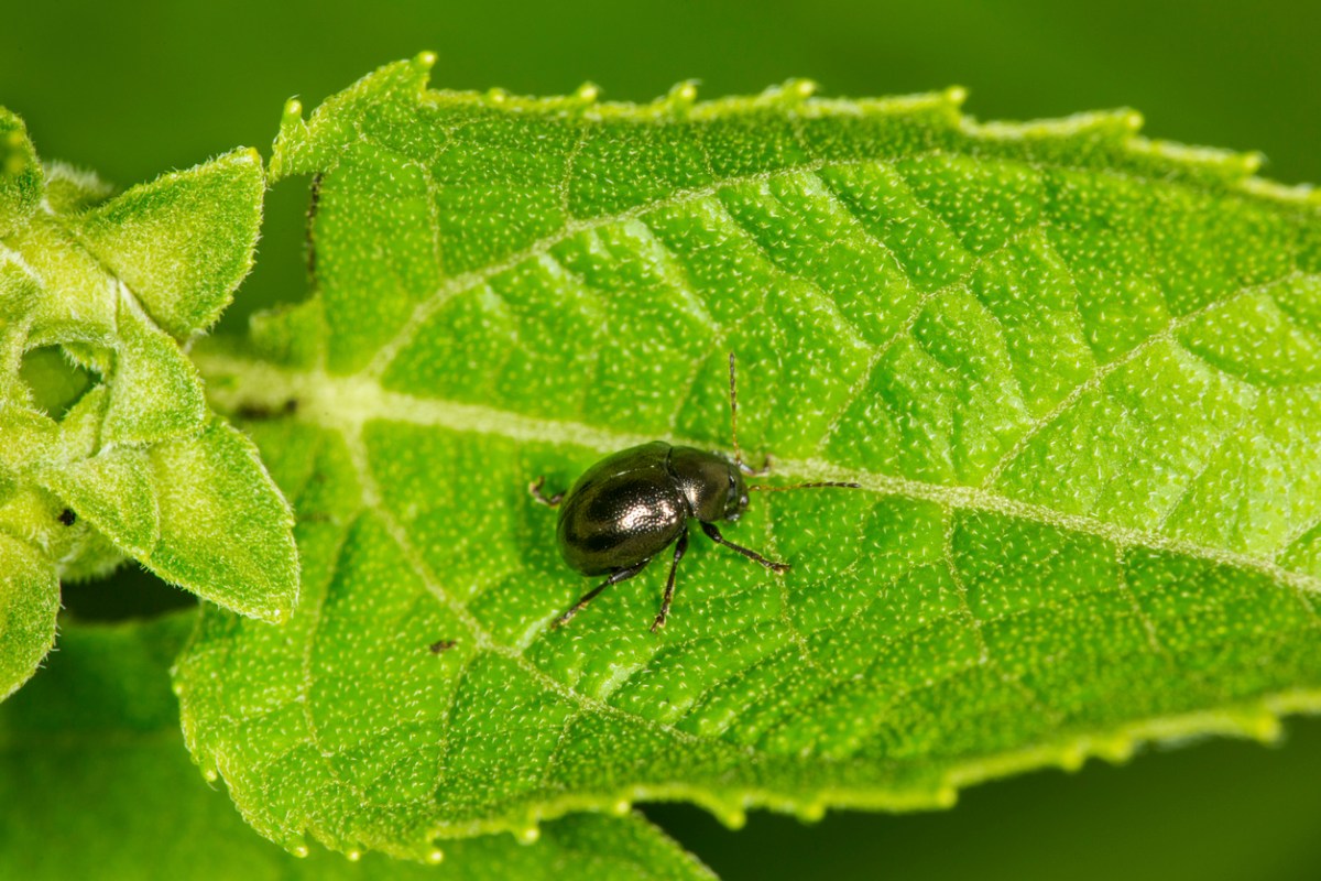 A flea beetle on a green leaf.